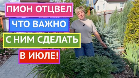 Летний уход за пионами