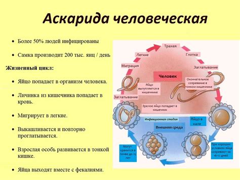 Лечение и профилактика аскаридоза