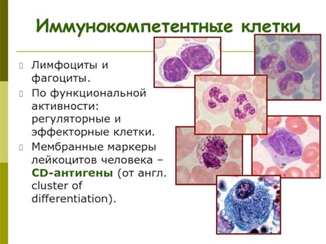 Лимфоциты и фагоциты