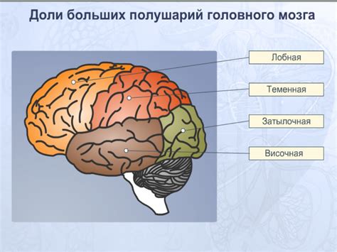 Лобные доли: центры мозга за решение сложных задач