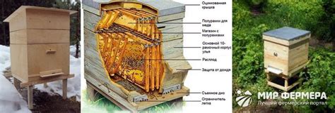 Места нахождения пчелиных ульев и их особенности