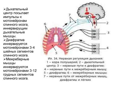 Местоположение дыхательного центра в организме