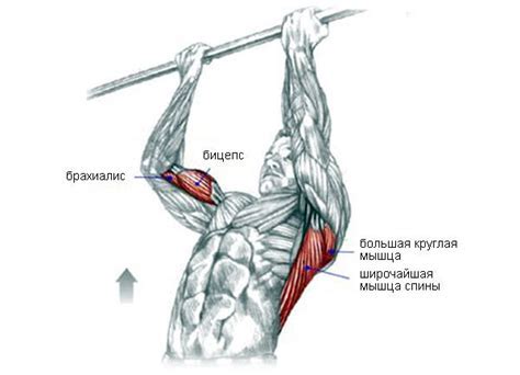 Методы выключения бицепса при подтягивании
