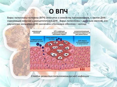 Методы диагностики ВПЧ у мужчин