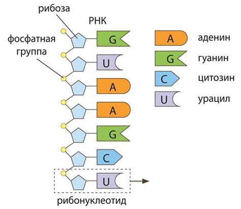 Методы определения аминокислот в РНК