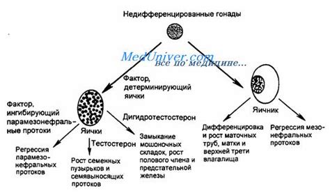 Методы определения пола геккона