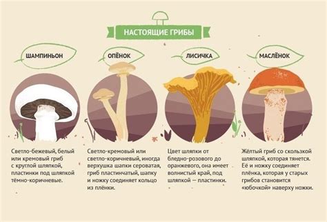 Методы определения съедобности грибов