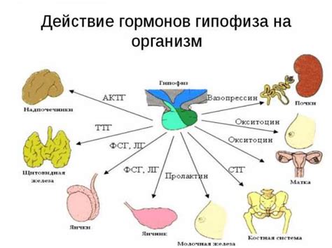 Методы регулирования гормонов в организме