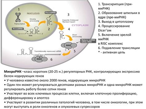 Механизмы действия микро РНК