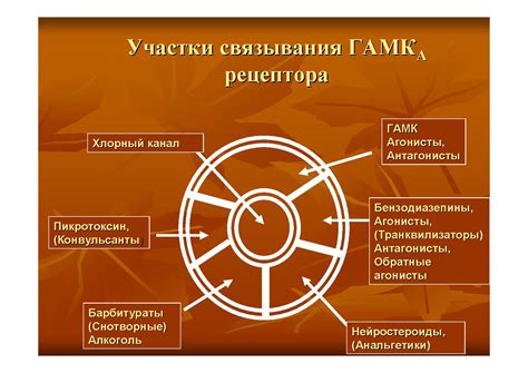 Механизмы функционирования мозга акулы