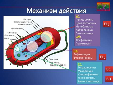 Механизм действия Бифидумбактерина