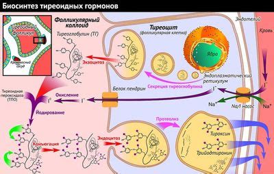 Механизм действия глюкофажа в организме