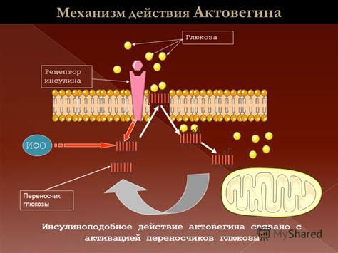 Механизм действия рафамина