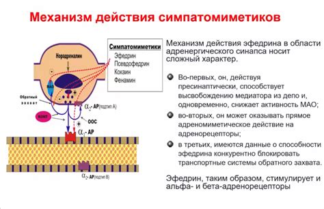 Механизм действия снупик капли на организм: фармакологические особенности