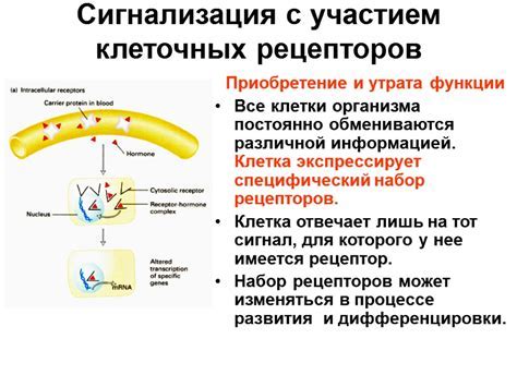 Механизм нажатия и передачи сигнала