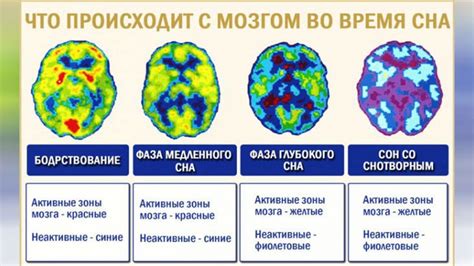 Мозговая активность и шизоидные черты