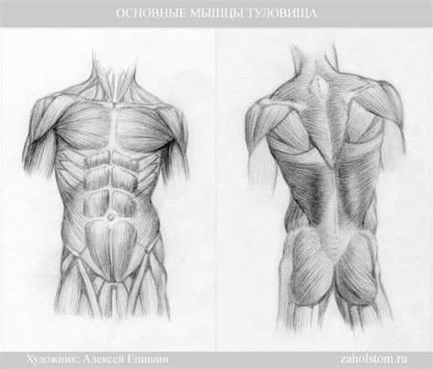 Мускулатура и анатомические детали