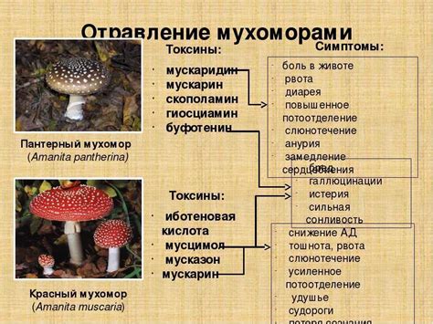 Мухомор и его эффективность против мух