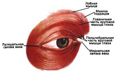 Мышцы глаз и нарушения зрения