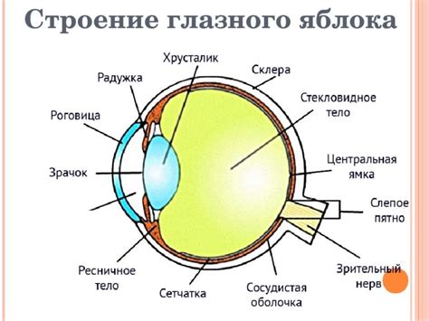 Нарисование глазного яблока