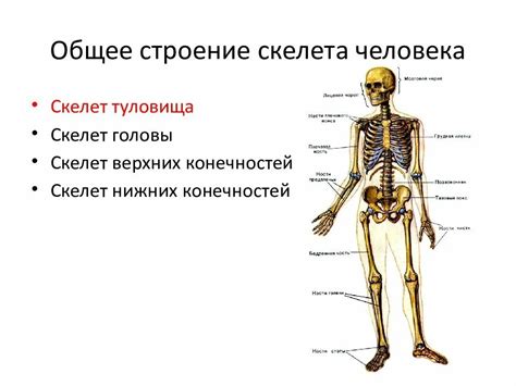 Нарисуйте основные черты туловища