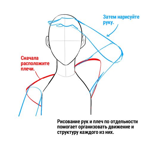 Нарисуйте плечи и руки