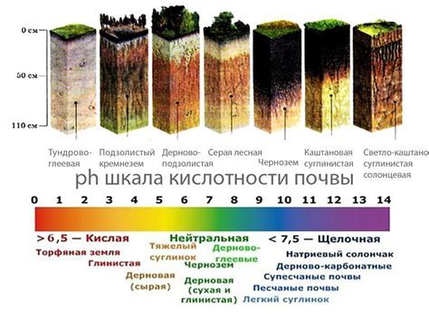 Насыщенные почвы: гарантия успешного цветения