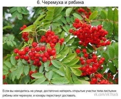 Натуральные способы борьбы с укусами комаров