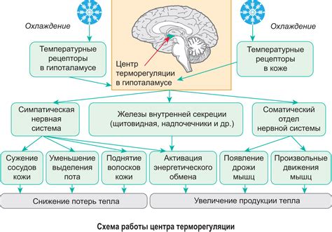 Натуральные способы контроля температуры организма