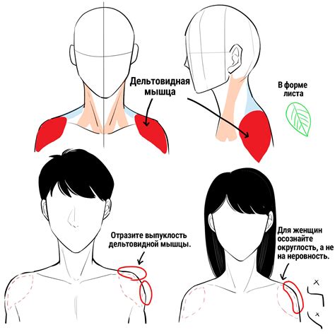 Научитесь рисовать основные контуры оцелота