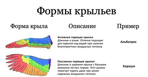 Начертание базовой формы крыльев