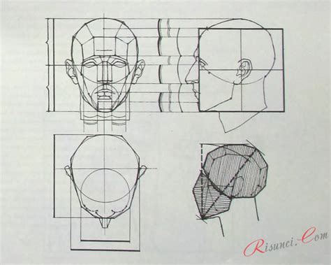 Начертание головы и пропорции
