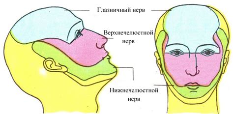 Начертание губ нижнего лица