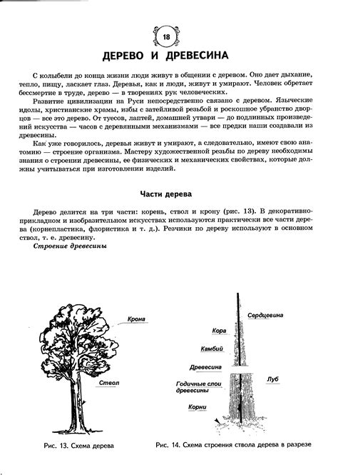 Начертание основного ствола дерева