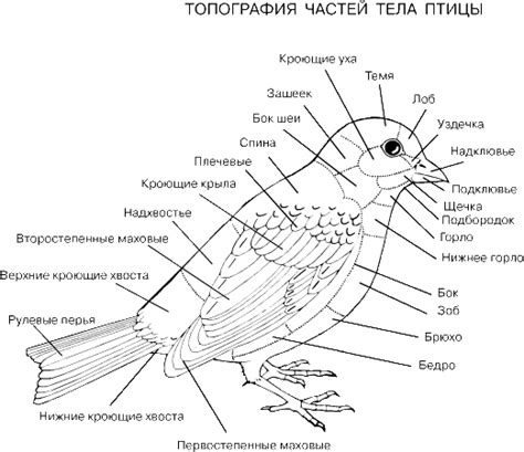 Начертание основных контуров тела птицы