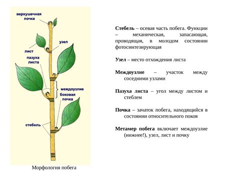 Начертание стебля и листьев