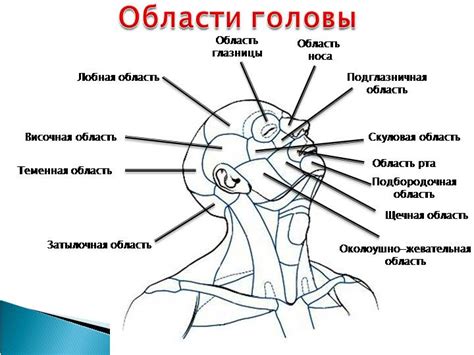 Начертание тела, головы и крыльев