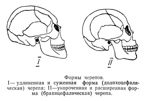 Начертание формы черепа