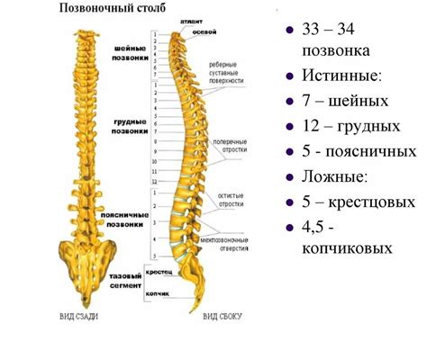 Начертите голову и позвоночник