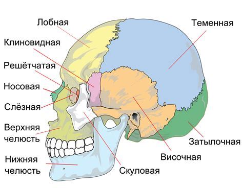 Начертите основные линии черепа