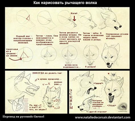 Начертите основные формы волка.