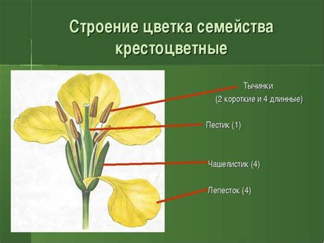 Начертите основные формы цветка