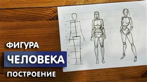 Начертите форму тела Жульки