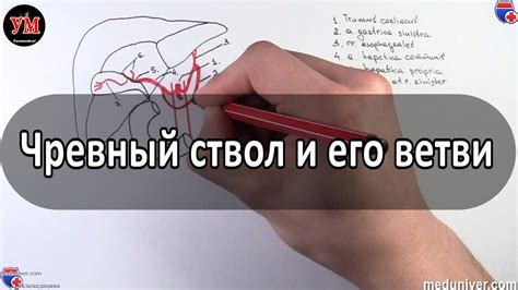 Начертить ствол и ветви