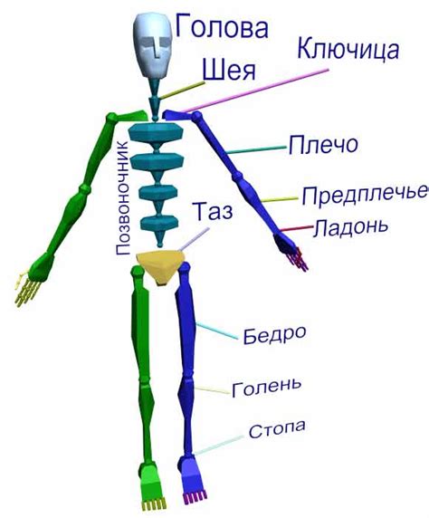 Начните с головы и тела