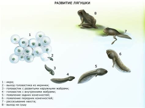 Начните с основы: нарисуйте форму лягушки