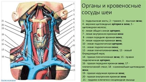 Начни с головы и шеи