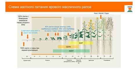 Недостатки и проблемы при использовании азотного удобрения