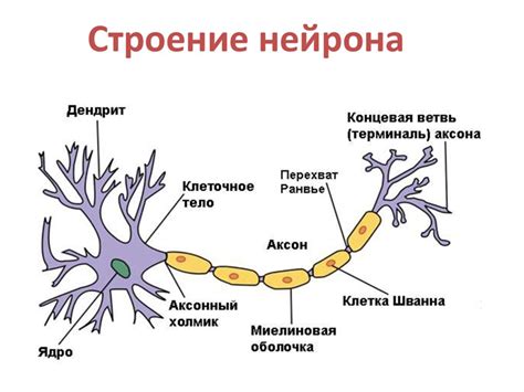 Нейроны и сигналы