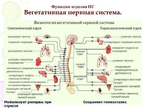 Нервная система находится в стрессе?